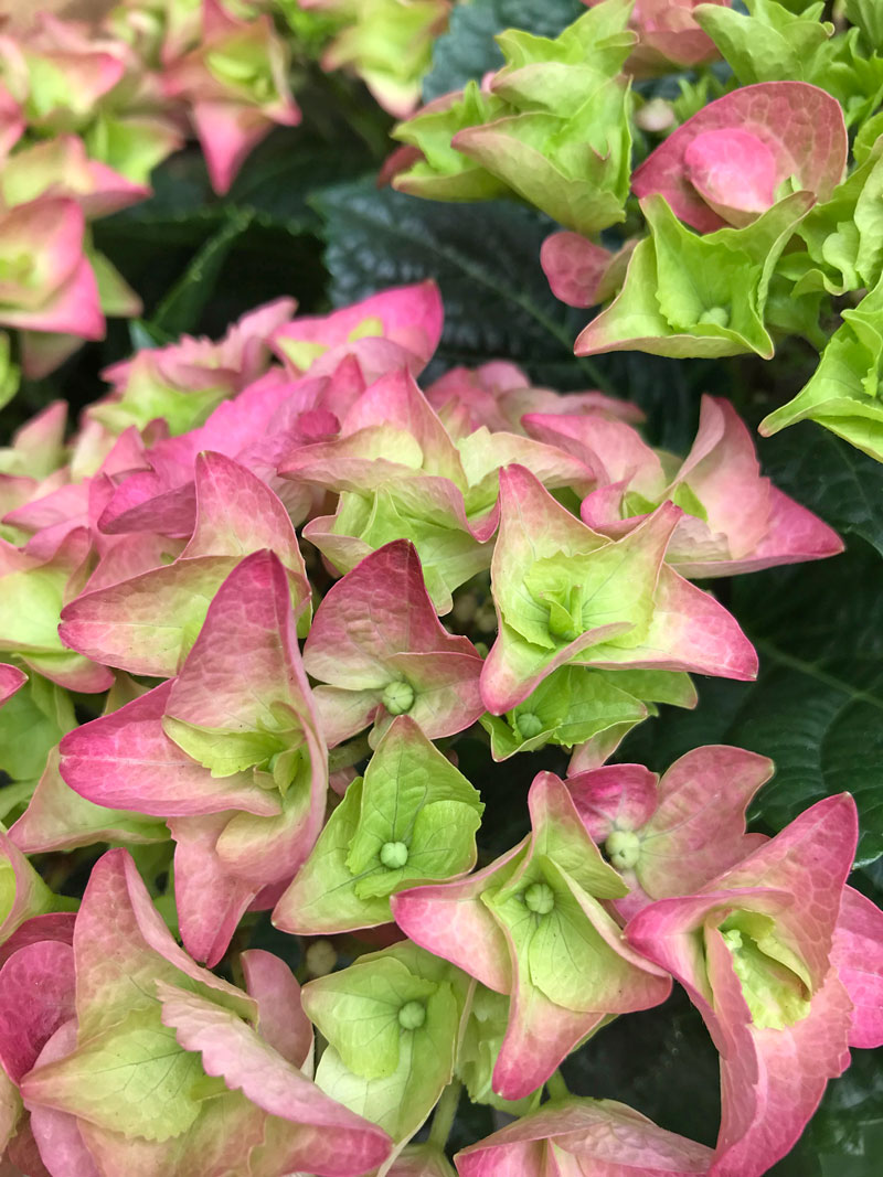 hort34