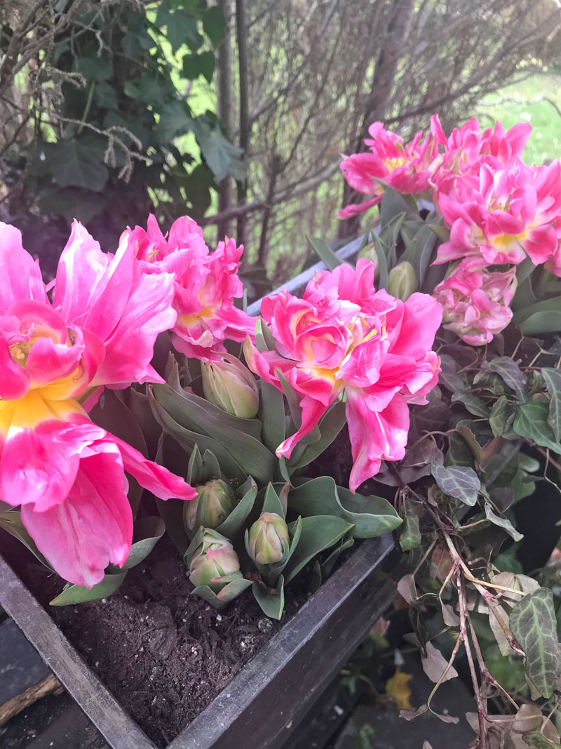 tulp.jpg