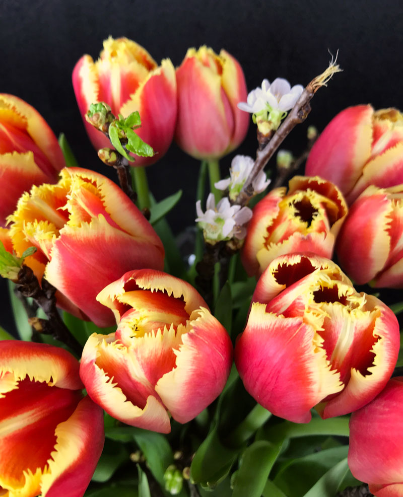 tulp1.jpg