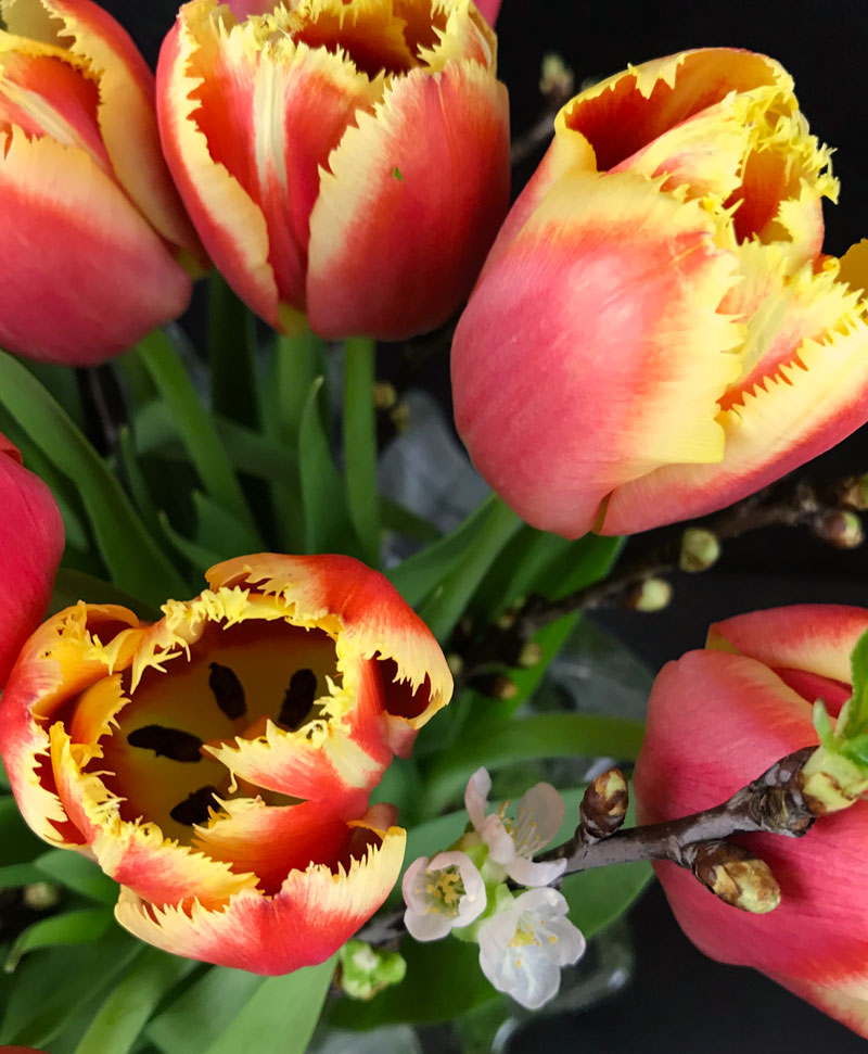 tulp11.jpg