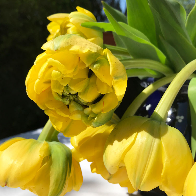 tulp30.jpg