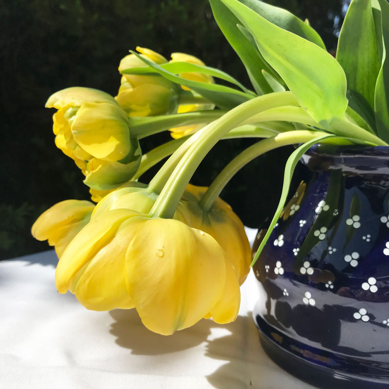 tulp32.jpg