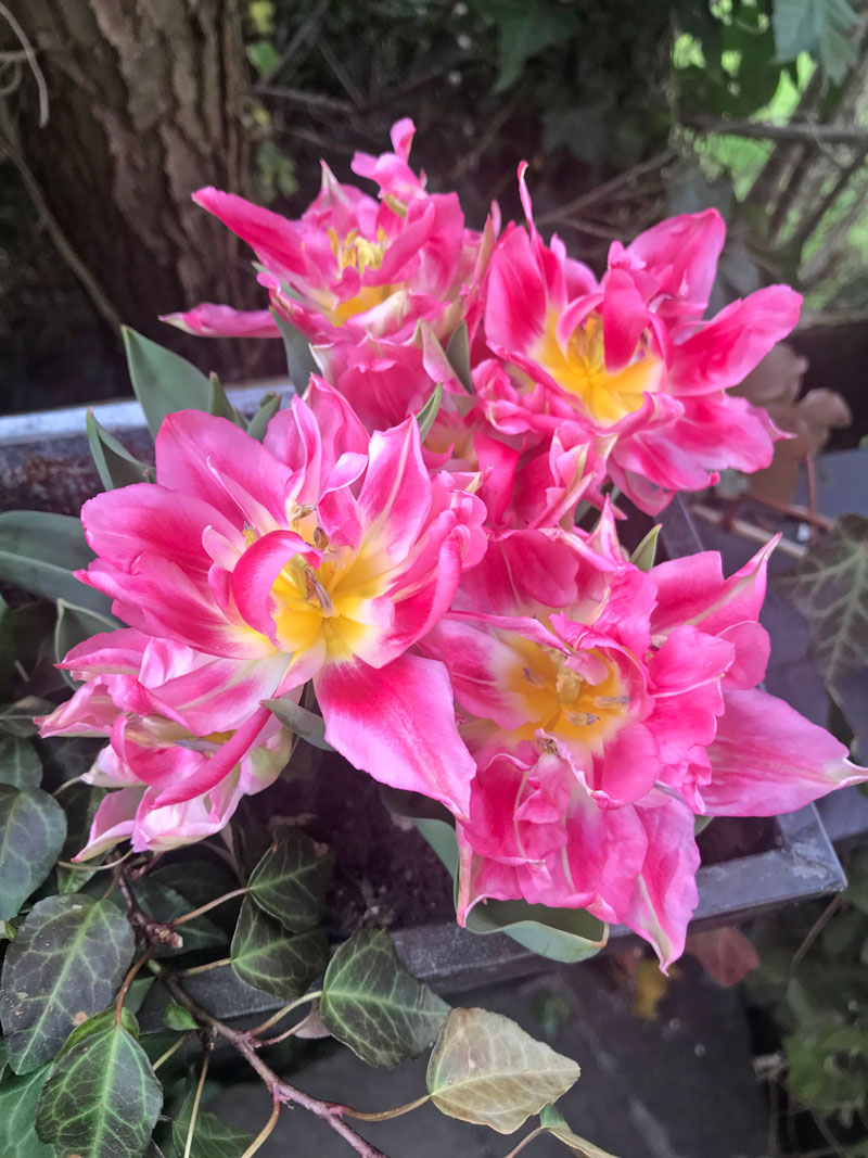 tulp4.jpg