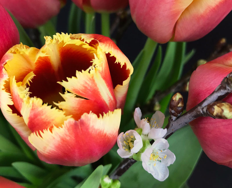 tulp4.jpg