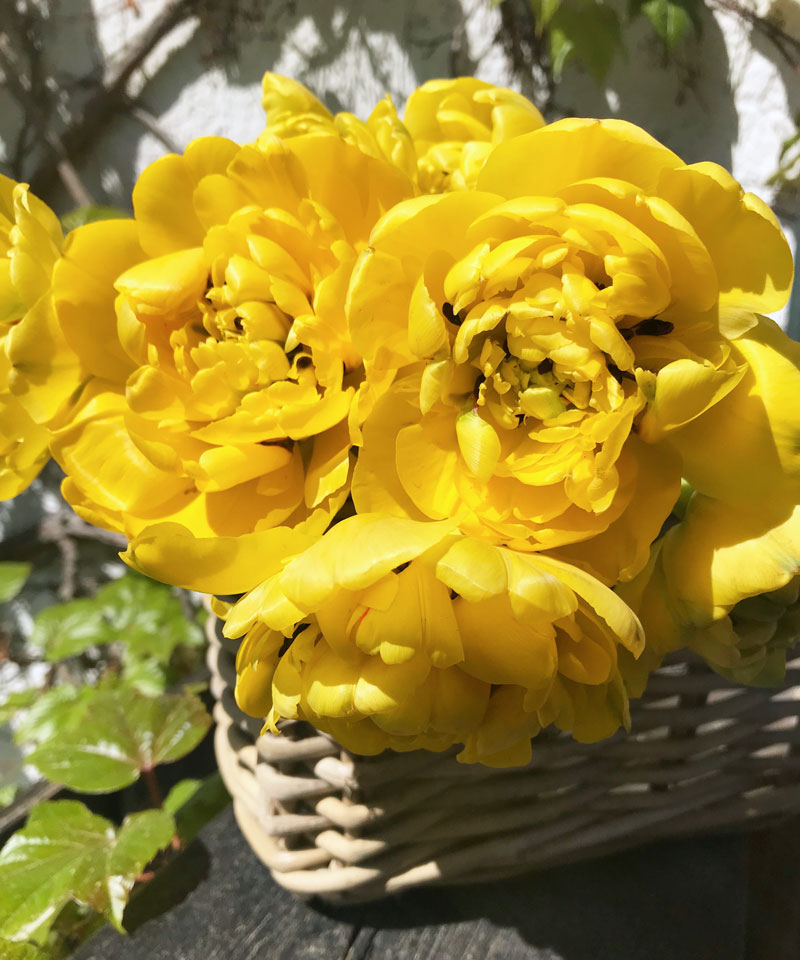 tulp58.jpg