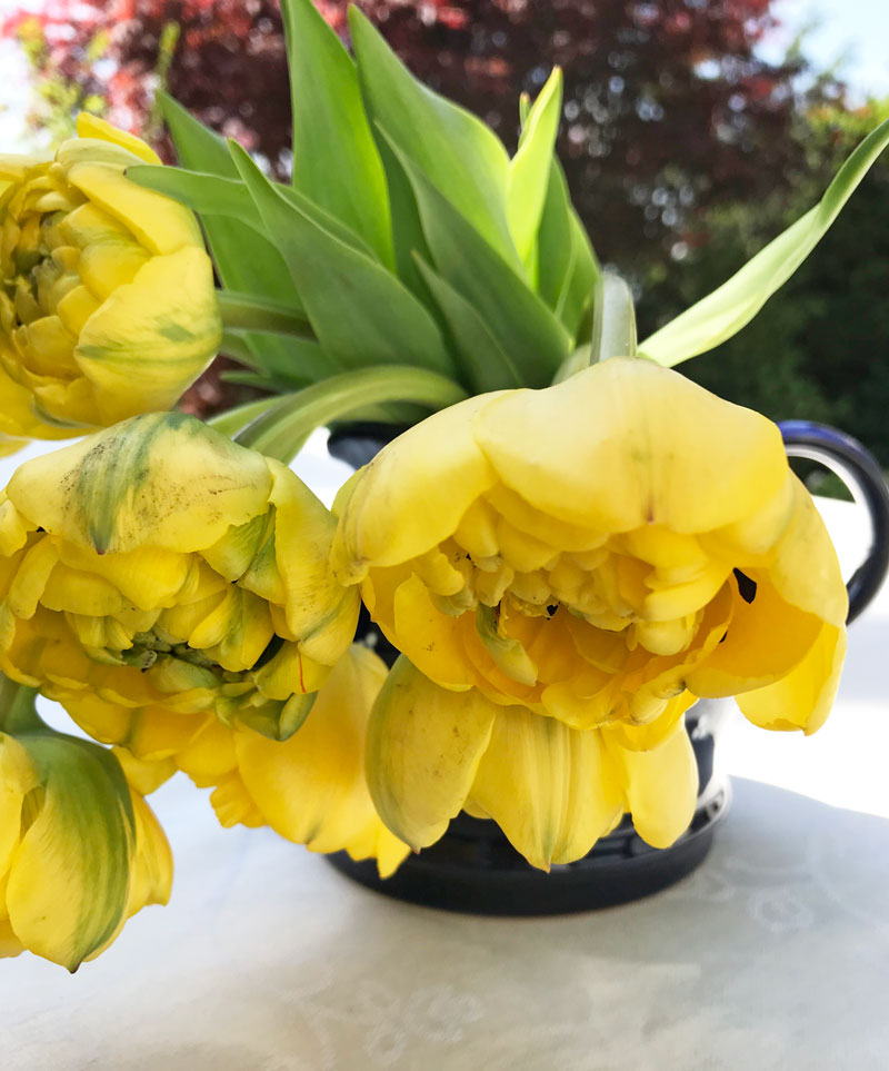 tulp7.jpg