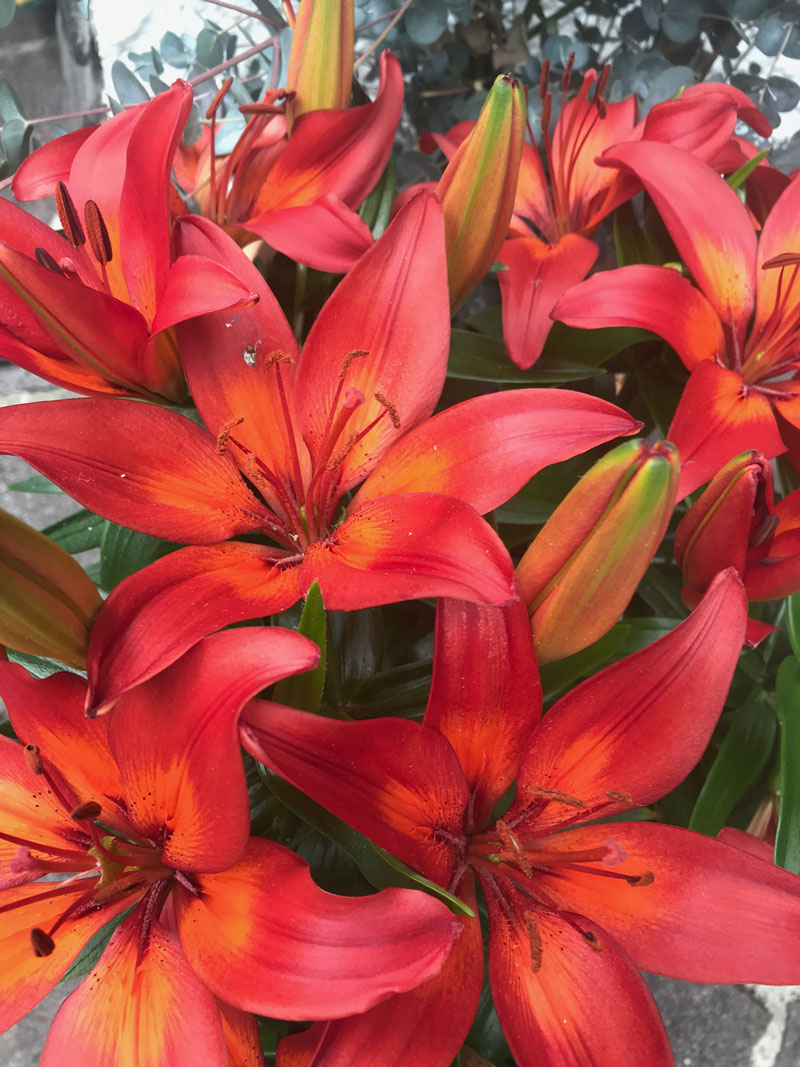 lilien34.jpg
