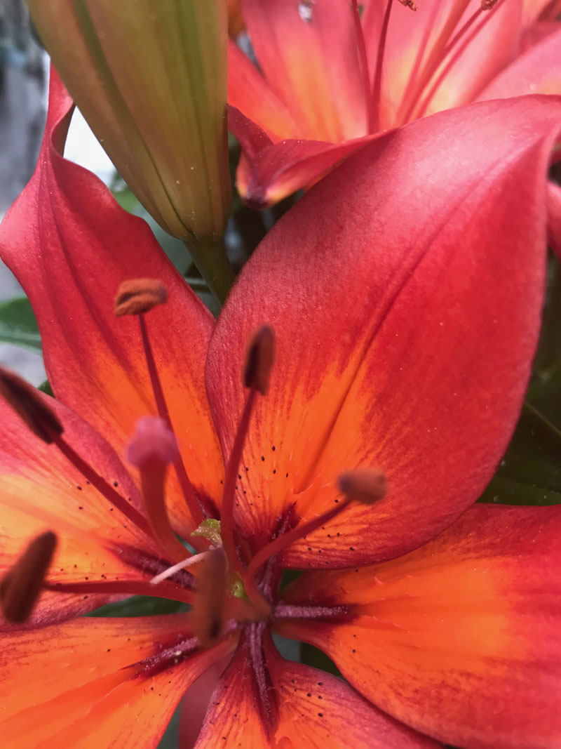 lilien344.jpg