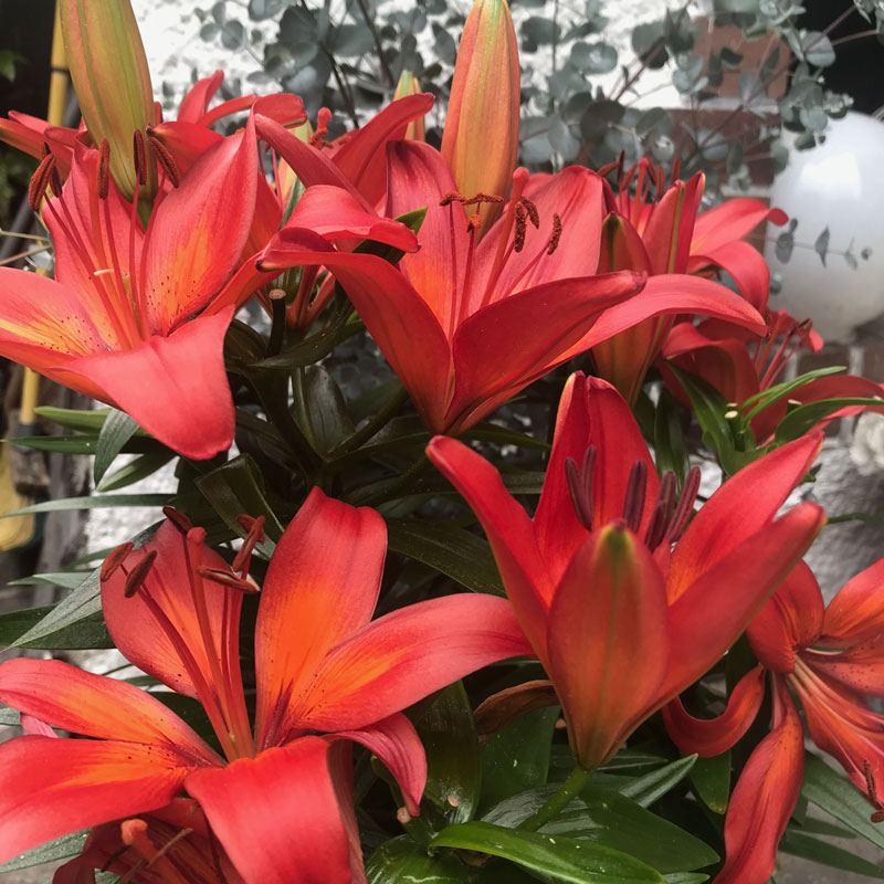 lilien6.jpg