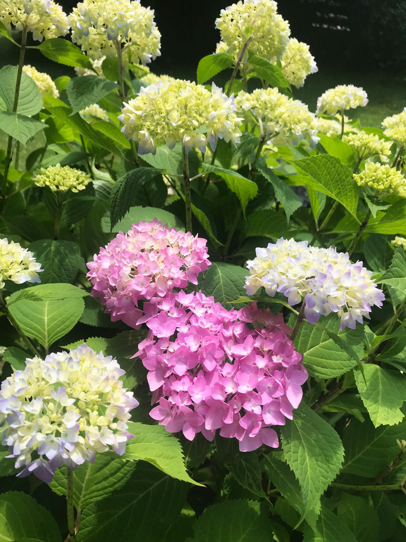 hort56.jpg