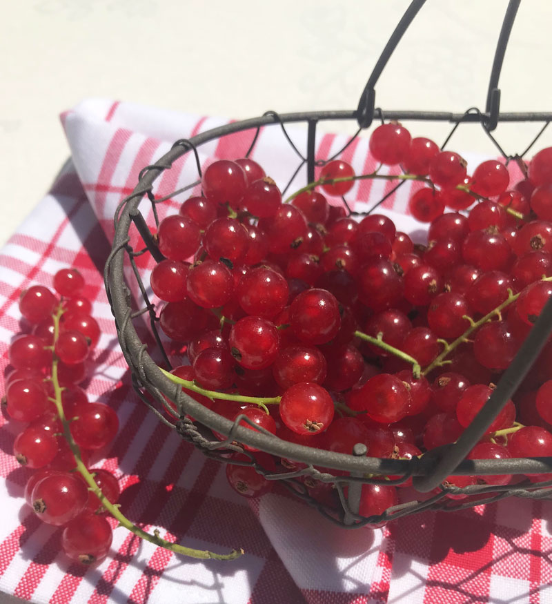 Nusskuchen mit Johannisbeeren – weiss & schwarz Nusskuchen mit Johannisbeeren – weiss & schwarz