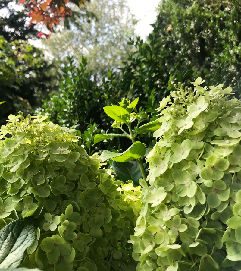 hort9.jpg
