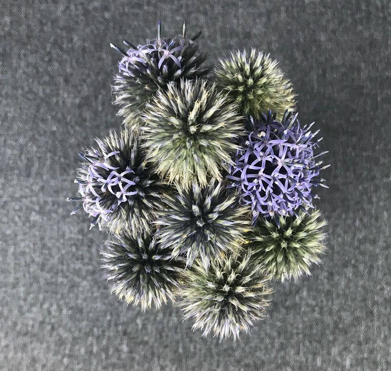 distel03030
