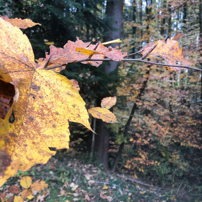 herbst36.jpg