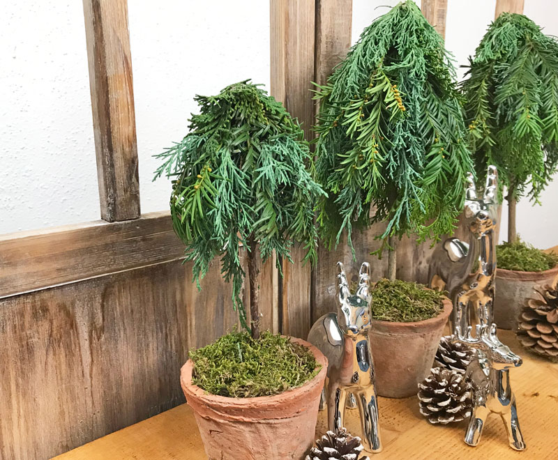 tree006.jpg
