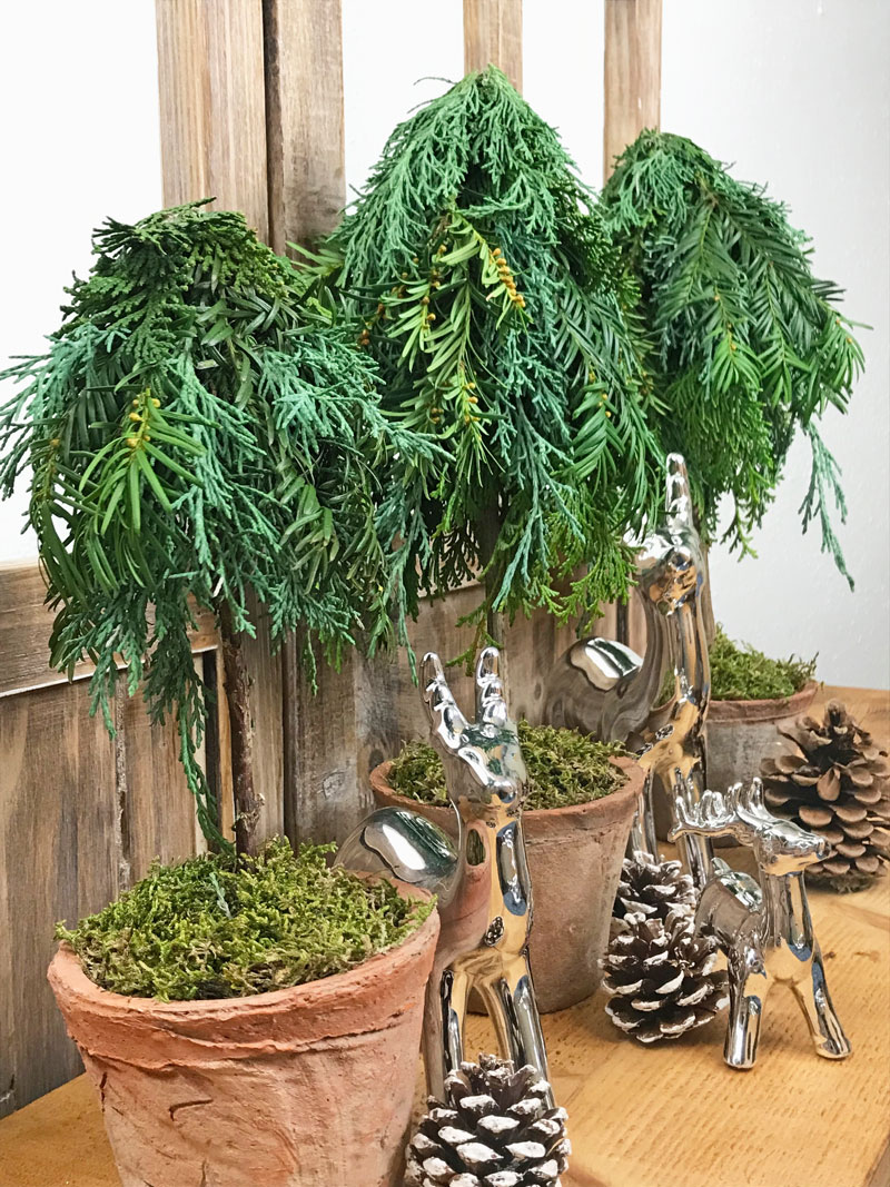 tree15.jpg