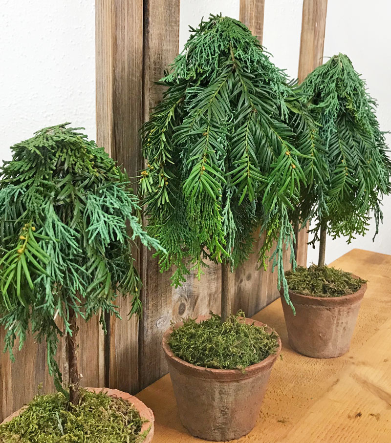tree24.jpg