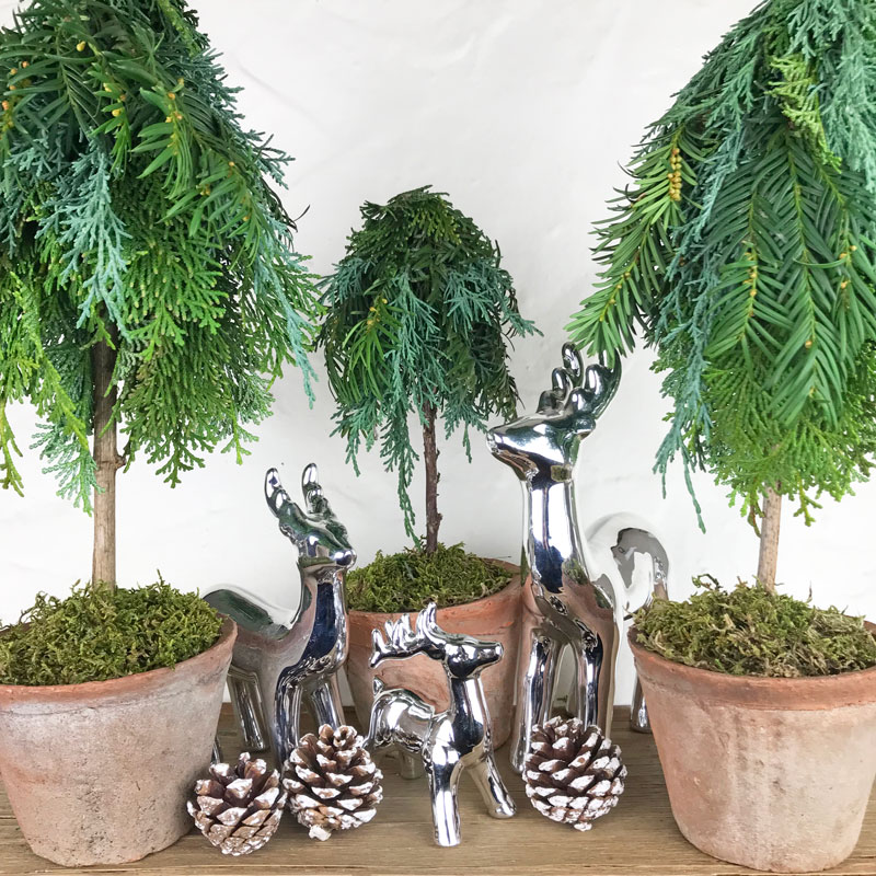tree26.jpg
