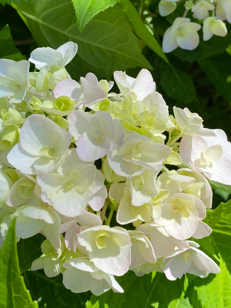 Hortensien Schdlinge Weiss